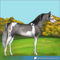 Horse Color:Platinum Brown Dun Sabino Splash Tobiano 