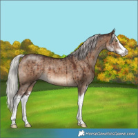Horse Color:Silver Bay Dun Sabino Splash Brindle 