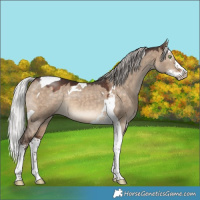 Horse Color:Silver Brown Dun Sabino Splash Tobiano 