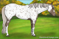 Horse Color:Silver Black Appaloosa 
