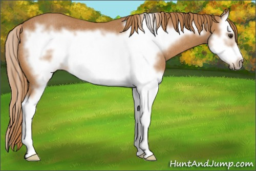 Horse Color:Chestnut Splash Frame Rabicano 