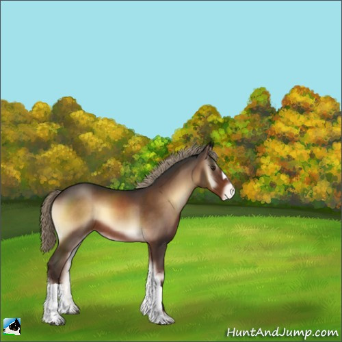 Horse Color:Liver Red Onyx Appaloosa 