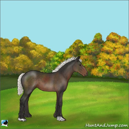 Horse Color:Liver Chestnut Mushroom 
