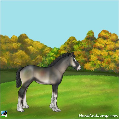 Horse Color:Blue Onyx Sabino Rabicano 