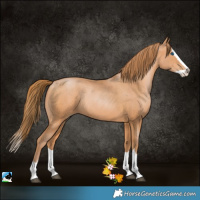 Horse Color:Bay Pearl Splash