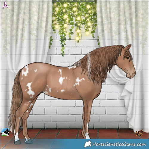 Horse Color:White Spotted Black Pearl 