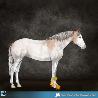 Horse Color:Silver Blue Roan Pearl Sabino Splash 