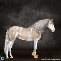 Horse Color:White Spotted Silver Grullo Pearl Splash