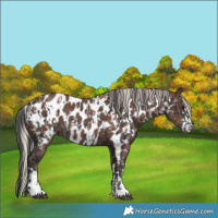 Horse Color:Black Appaloosa  and Silver Black Appaloosa 