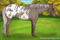 Horse Color:Silver Blue Roan Appaloosa