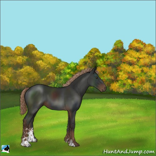 Horse Color:Liver Chestnut Sabino 