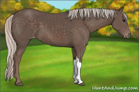 Horse Color:Silver Black Appaloosa 