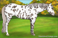 Horse Color:Silver Black Appaloosa