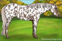 Horse Color:Silver Black Appaloosa 
