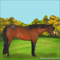 Horse Color:Bay 