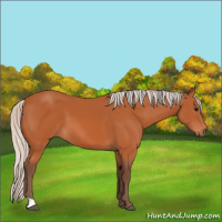 Horse Color:Silver Bay 