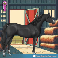 Horse Color:Black  and Black 