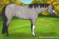 Horse Color:Grullo Roan 