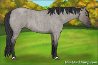 Horse Color:Grullo Roan 