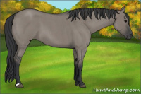 Horse Color:Grullo Roan 