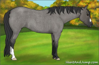 Horse Color:Grullo Roan 