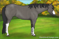 Horse Color:Grullo Roan 