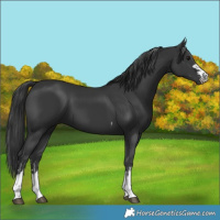 Horse Color:Black Tobiano  and Black 