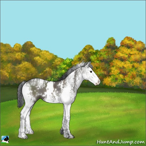 Horse Color:White Spotted Grullo 