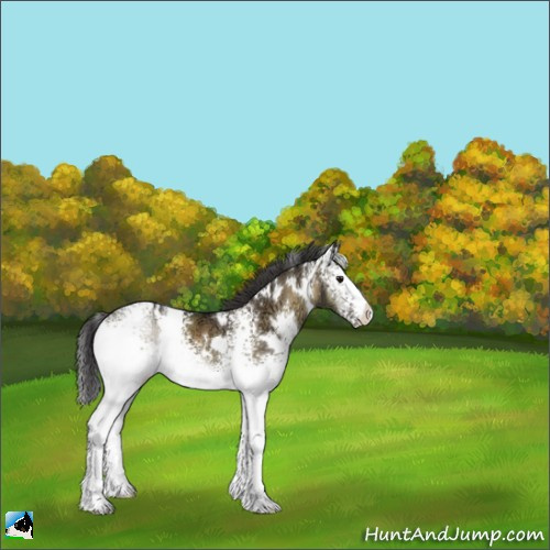 Horse Color:White Spotted Smoky Grullo Ice Onyx Rabicano 