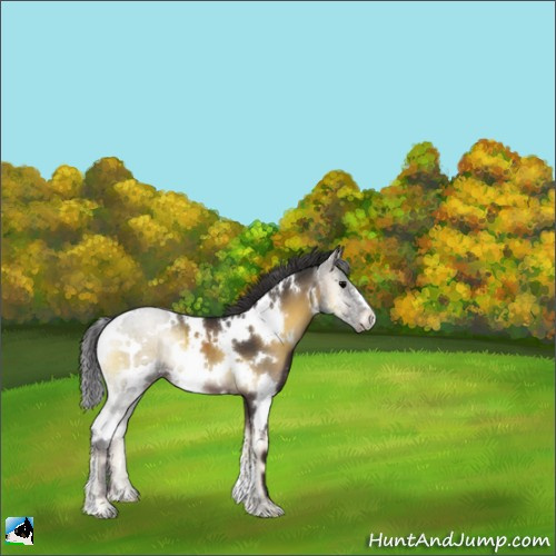 Horse Color:White Spotted Smoky Blue Onyx 