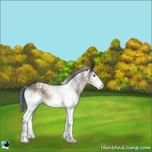 Horse Color:White Spotted Brown Dun Sabino Rabicano 