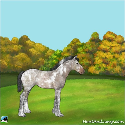 Horse Color:White Spotted Brown Ice Dun Sabino Rabicano 