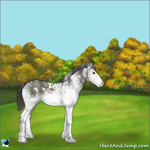 Horse Color:White Spotted Grullo 
