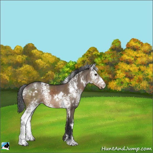 Horse Color:White Spotted Brown Dun Rabicano 