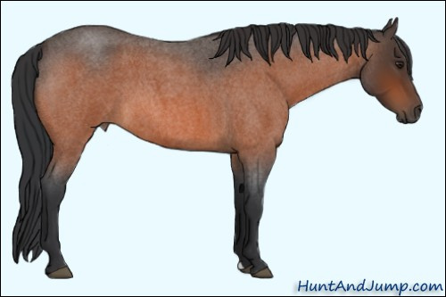 Horse Color:Brown Roan 