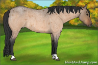 Horse Color:Bay Roan Dun 