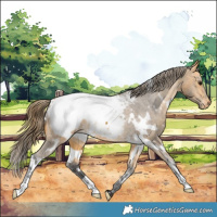 Horse Color:White Spotted Buckskin Appaloosa 