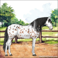 Horse Color:Bay Tobiano Near Leopard 