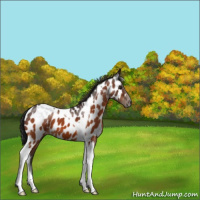 Horse Color:Brown Tobiano Appaloosa 