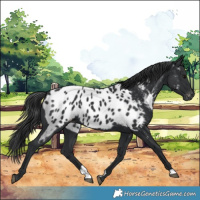 Horse Color:Black Appaloosa 
