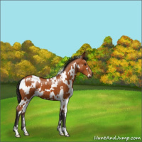 Horse Color:White Spotted Buckskin 
