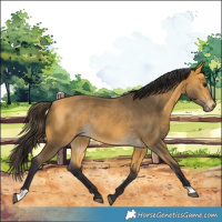 Horse Color:Buckskin Rabicano 