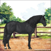 Horse Color:Black 