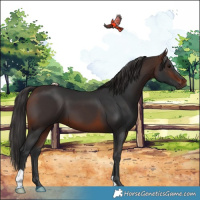 Horse Color:Brown 