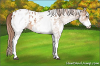 Horse Color:White Spotted Chestnut Appaloosa