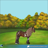 Horse Color:White Spotted Liver Chestnut 
