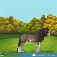 Horse Color:Liver Chestnut Sabino Rabicano 