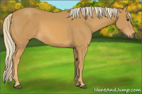 Horse Color:Palomino 