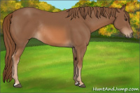 Horse Color:Chestnut Rabicano 