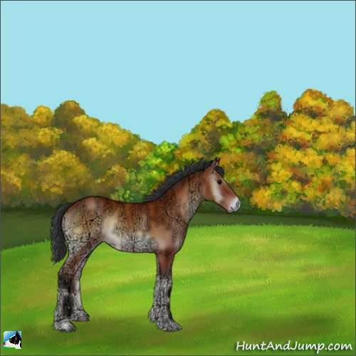 Horse Color:Bay Ice Onyx 